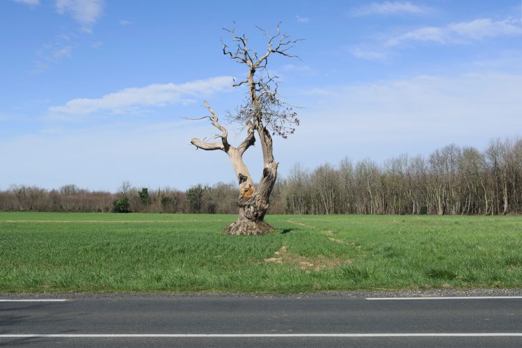 Semaine 19 : L’Arbre Mort