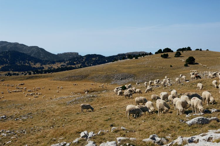 Semaine 32 : La Montagne aux loups