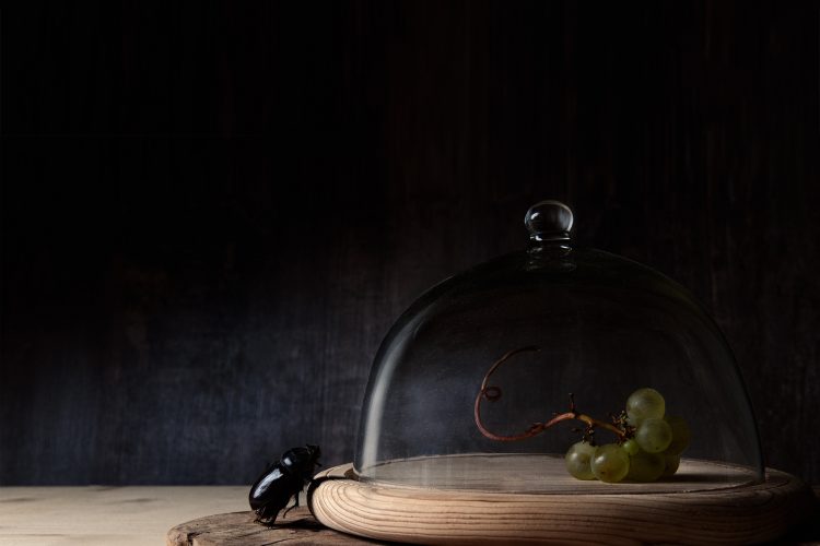 Semaine 41 : Le Raisin, la cloche et le scarabée